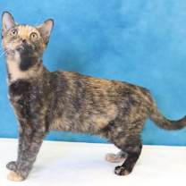 Thumbnail photo of Ladybug #2