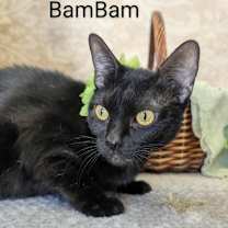 Thumbnail photo of Bam Bam #4