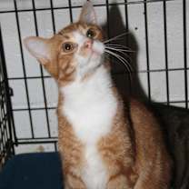 Thumbnail photo of Monty (Neutered) #2