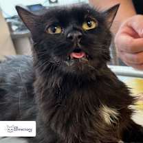 Thumbnail photo of Oliver #1