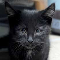 adopt-pet