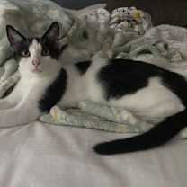 Thumbnail photo of Conrad - KITTEN in foster #1