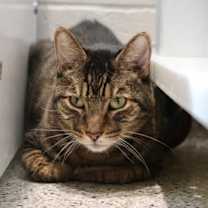 Thumbnail photo of Lotus **SPONSORED** #2