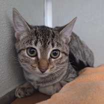 Thumbnail photo of Kitty Ghost #1