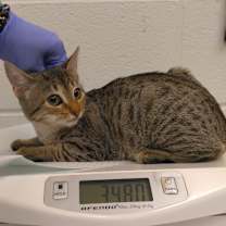 Thumbnail photo of Kitty Ghost #2