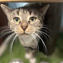 adopt-pet