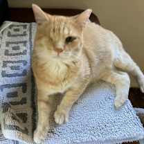 adopt-pet