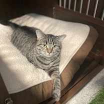 adopt-pet