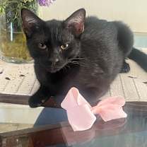 Thumbnail photo of Tempura #2