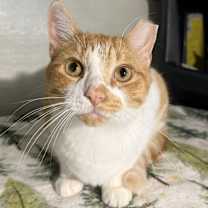 adopt-pet