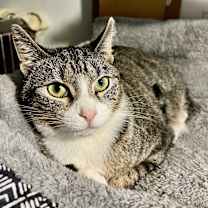 adopt-pet