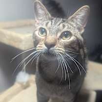 Thumbnail photo of Milo #2