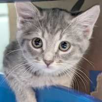 adopt-pet