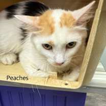 Thumbnail photo of Peaches #2