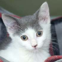 adopt-pet