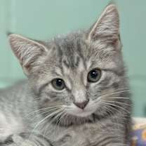 adopt-pet