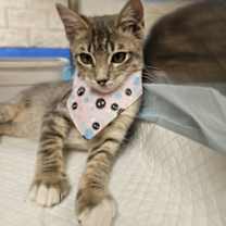 Thumbnail photo of Lith Blue Condo 8/31/25 #2