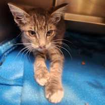 Thumbnail photo of Lith Blue Condo 8/31/25 #3