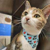 Thumbnail photo of Sable TCR6 9/30/25 #2