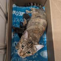 Thumbnail photo of Sanderson #4