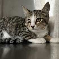 Thumbnail photo of Romeo #2