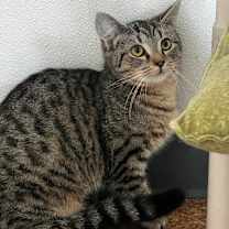 Thumbnail photo of Dora #3