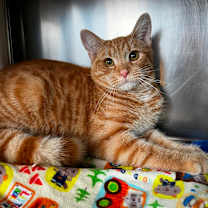 Thumbnail photo of Doyle #3