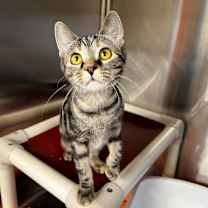 Thumbnail photo of Cici #1