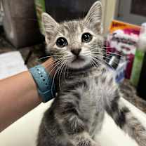 Thumbnail photo of Lauren #3