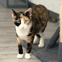 Thumbnail photo of Barbie #4