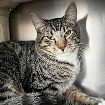 Thumbnail photo of Mac #3