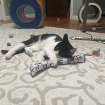 Thumbnail photo of Chip #1