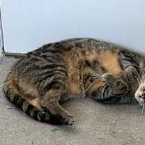 Thumbnail photo of Tessa #3