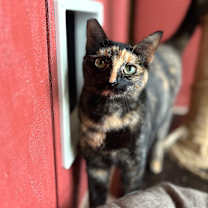 Thumbnail photo of Colette #4