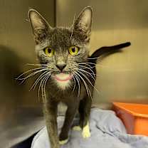 Thumbnail photo of Kehlani #2