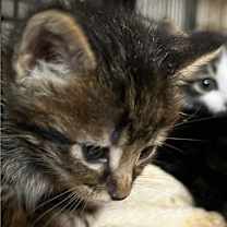 Thumbnail photo of Kermit BD #2