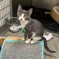 Thumbnail photo of Pikachu #4