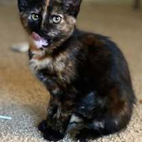 Thumbnail photo of Pumpernickel 4874 #1