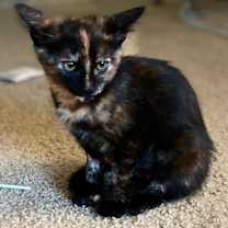 Thumbnail photo of Pumpernickel 4874 #2