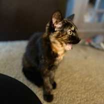 Thumbnail photo of Pumpernickel 4874 #3