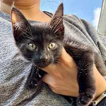 Thumbnail photo of Nigiri #3