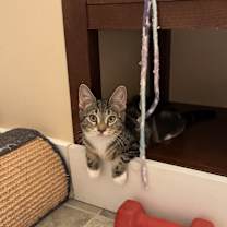 Thumbnail photo of Gemini #2