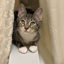 Thumbnail photo of Gemini #4