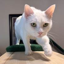 Thumbnail photo of Finn and Lilla #3