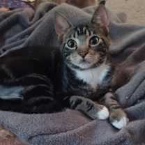 Thumbnail photo of Mellow #3