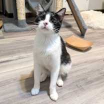 Thumbnail photo of Matcha #2