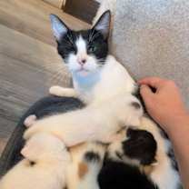 Thumbnail photo of Matcha #3