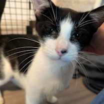 Thumbnail photo of Matcha #4