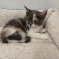 Thumbnail photo of Blanche #2