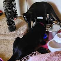 Thumbnail photo of Baby (paired with Violet) - "Guest" #2